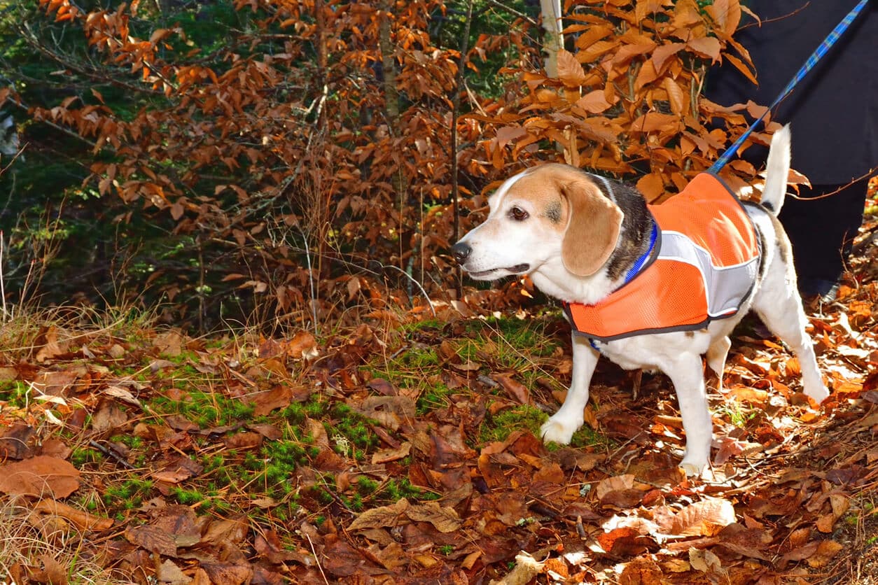 reflexväst-hund-bäst-i-test