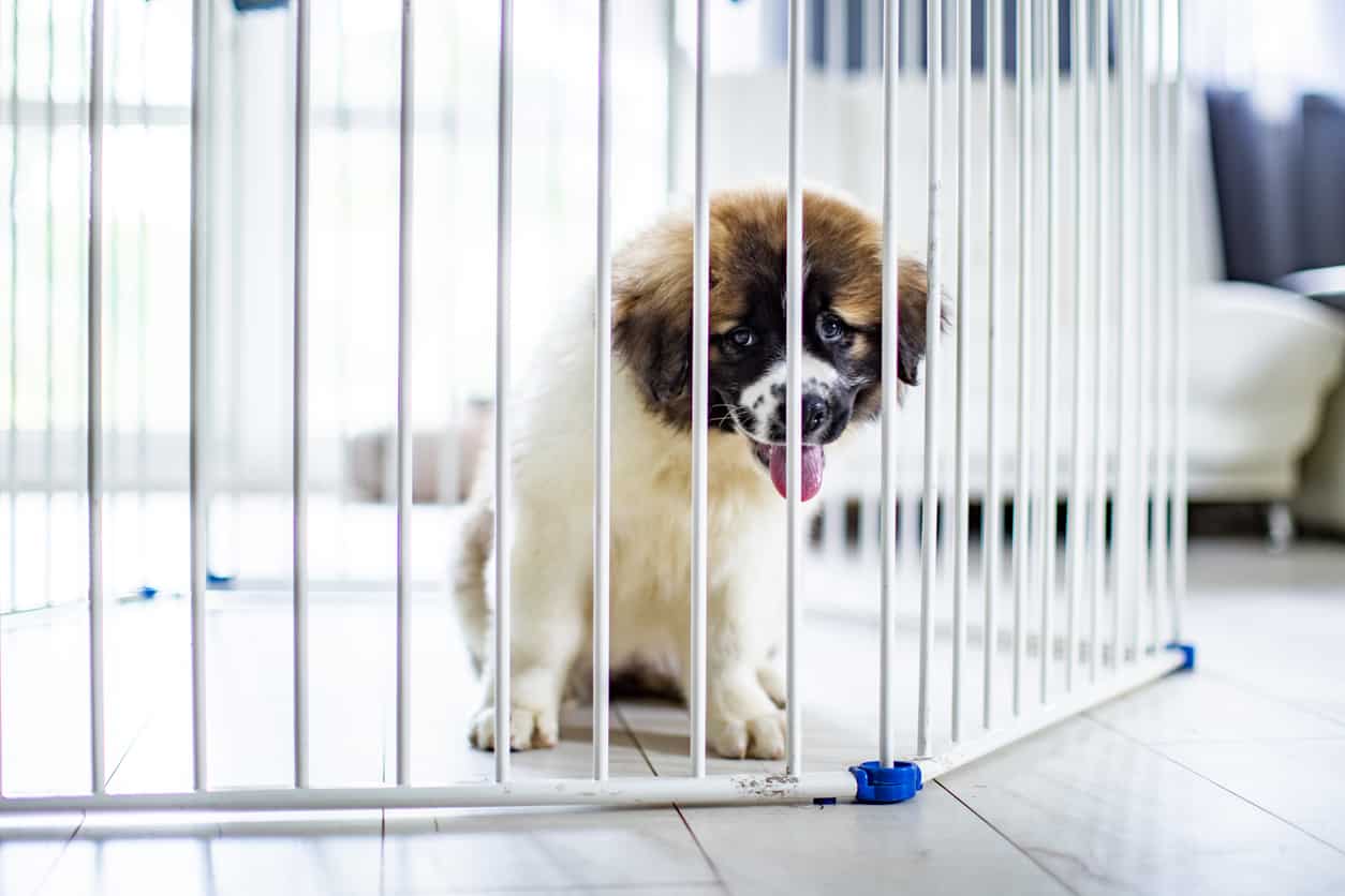 liten vitbrun valp bakom vit valphage